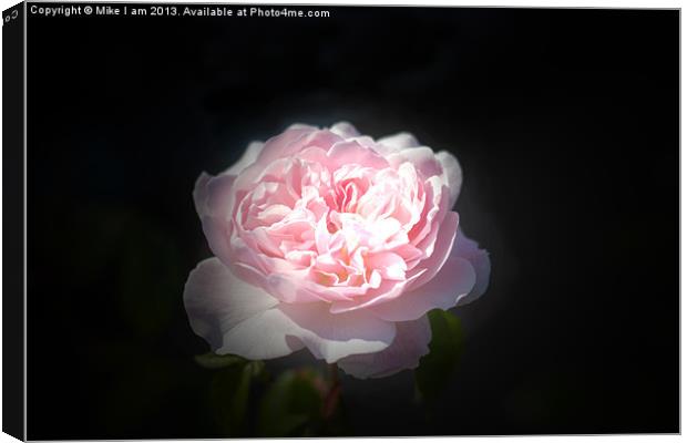 Beautiful pink rose Canvas Print by Thanet Photos