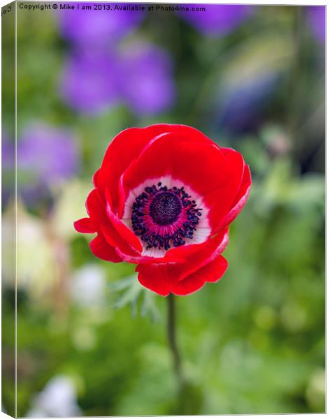 Red Anemone Canvas Print by Thanet Photos