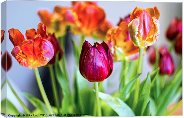 Tulips Canvas Print by Thanet Photos