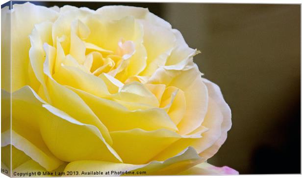 Yellow rose Canvas Print by Thanet Photos