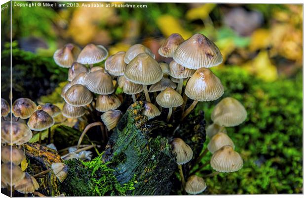 Toadstools Canvas Print by Thanet Photos