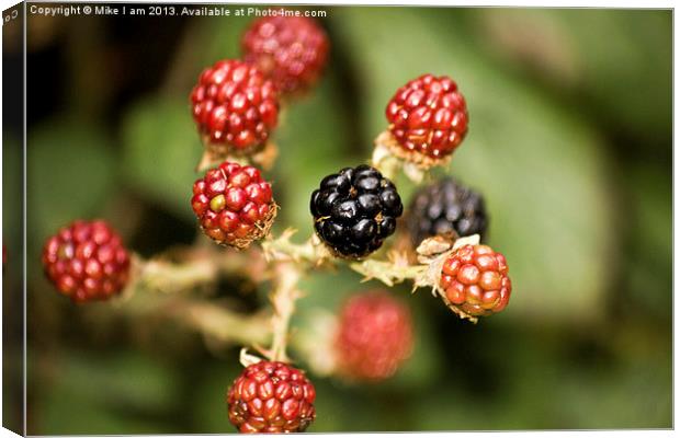 Blackberries Canvas Print by Thanet Photos