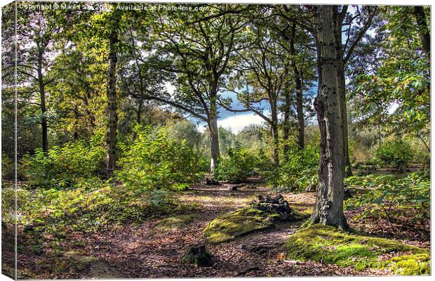 Blean woods Canvas Print by Thanet Photos