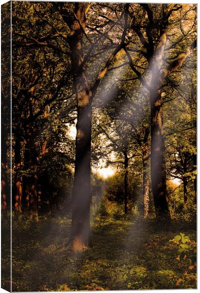 Autumn in the woods Canvas Print by Thanet Photos