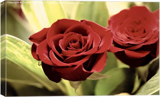 The Rose Canvas Print by Thanet Photos