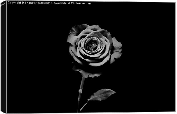 Solo mono Rose Canvas Print by Thanet Photos