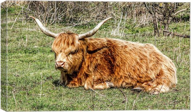 Highland cow Canvas Print by Thanet Photos