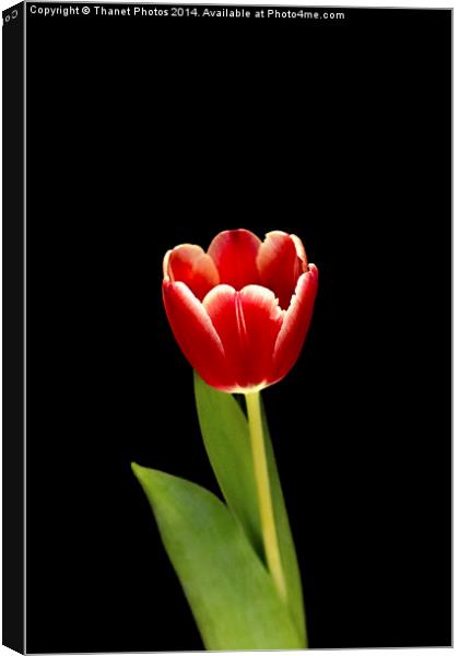 single Tulip flower Canvas Print by Thanet Photos
