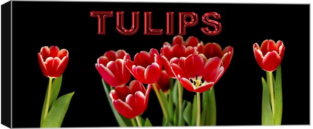 Tulip panorama Canvas Print by Thanet Photos