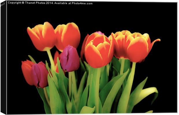 Beautiful Tulips Canvas Print by Thanet Photos