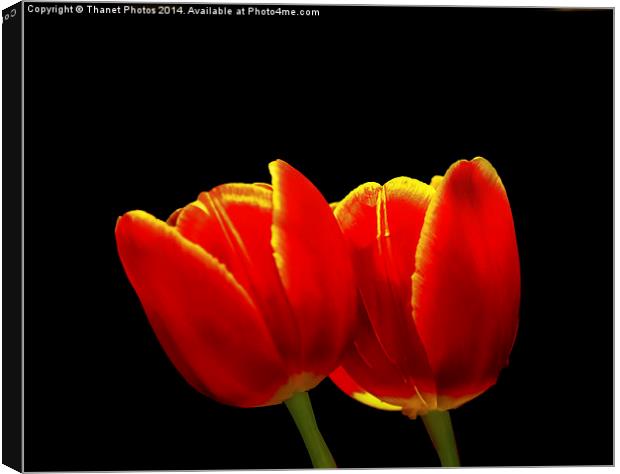 Tulip study Canvas Print by Thanet Photos