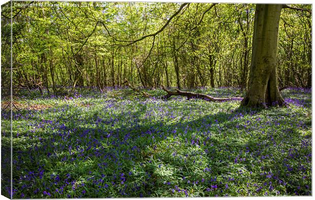 Carpet of Bluebells Canvas Print by Thanet Photos