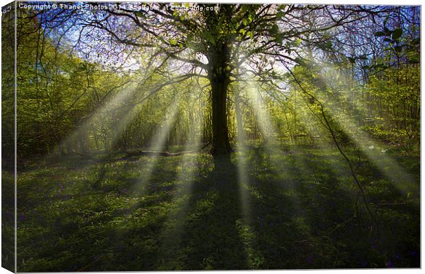 Rays of light in a woodland Canvas Print by Thanet Photos