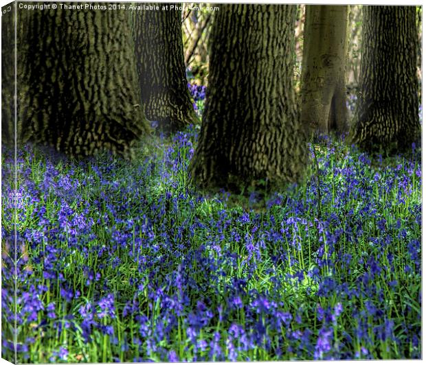 Bluebell carpet Canvas Print by Thanet Photos