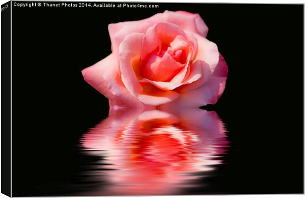 Pink rose reflections Canvas Print by Thanet Photos