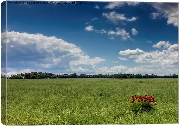 Poppys in a field Canvas Print by Thanet Photos