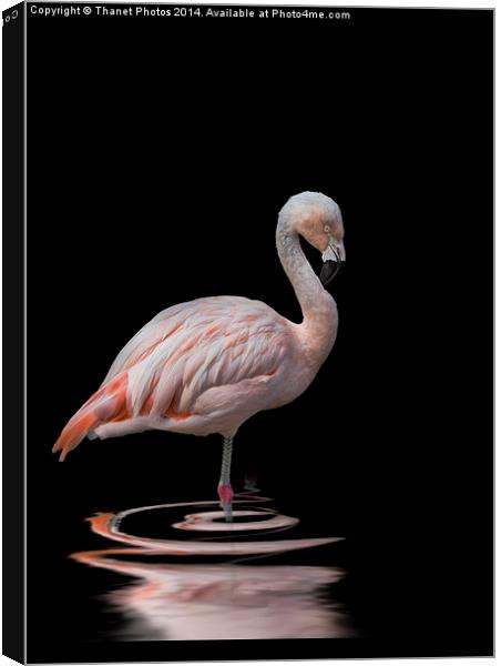  Chilean Flamingo Canvas Print by Thanet Photos