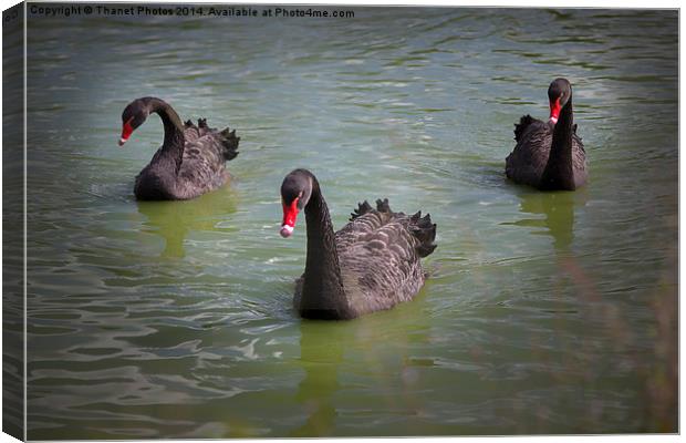  Black Swan Canvas Print by Thanet Photos