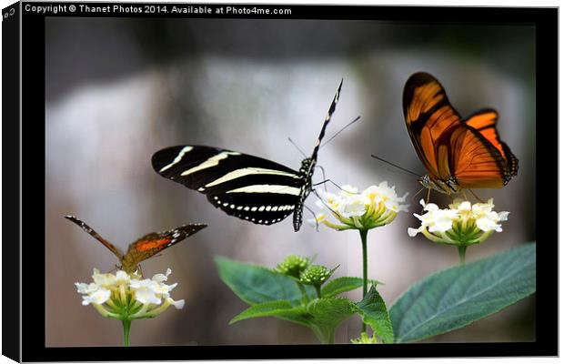  Three exotic butterflies   Canvas Print by Thanet Photos