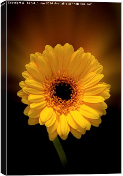  Yellow Gerbera Canvas Print by Thanet Photos