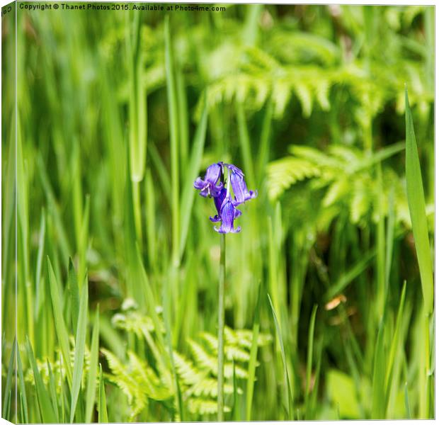  Bluebell Canvas Print by Thanet Photos