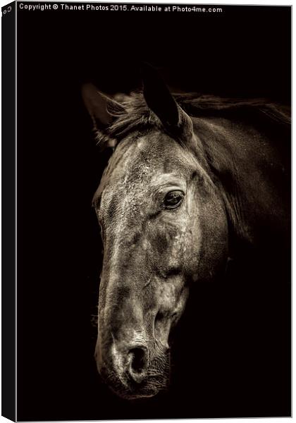  The Horse Canvas Print by Thanet Photos