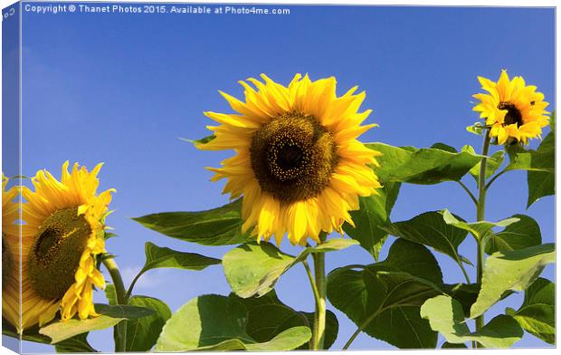  Sunflowers Canvas Print by Thanet Photos