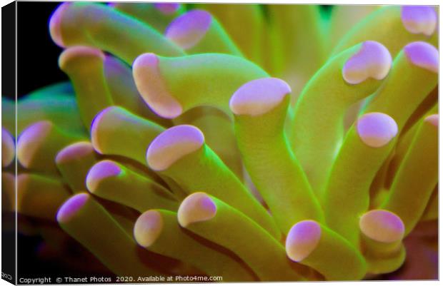 Coral Canvas Print by Thanet Photos