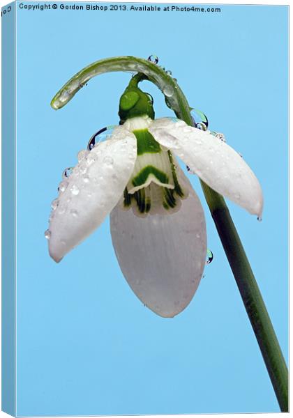 Early morning Snowdrop Canvas Print by Gordon Bishop