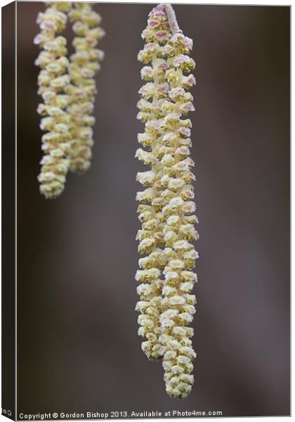 Hazel catkins Canvas Print by Gordon Bishop