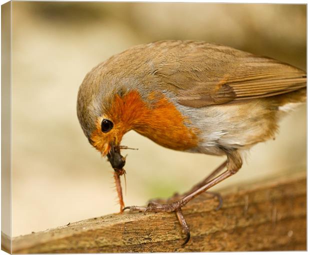 Bird Food Canvas Print by Gordon Bishop