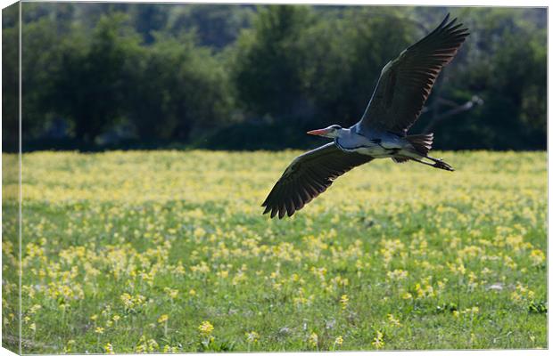 Heron over cowslips Canvas Print by Gordon Bishop