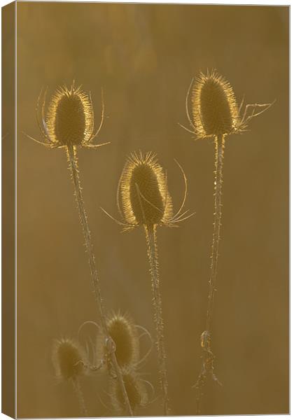 Teasel Canvas Print by Gordon Bishop