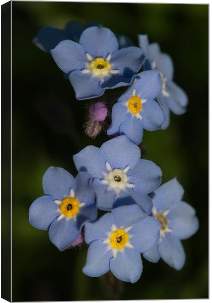 Forget-me-not Canvas Print by Gordon Bishop