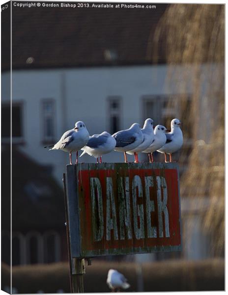 Danger Seagulls Canvas Print by Gordon Bishop