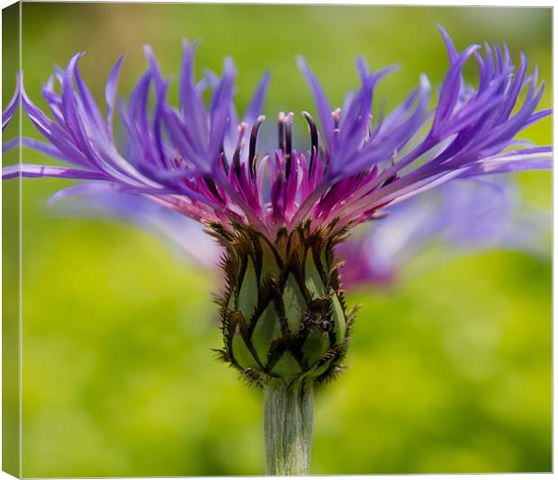 Cornflower Canvas Print by Gordon Bishop