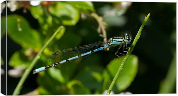 Damsal Fly 2 Canvas Print by Gordon Bishop