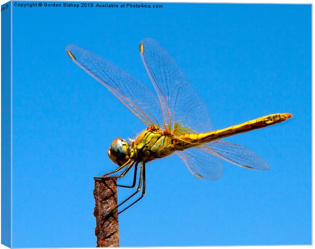 Landing post Canvas Print by Gordon Bishop