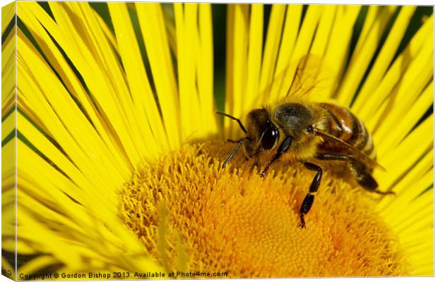 Honey Canvas Print by Gordon Bishop