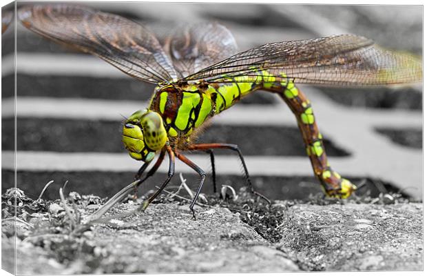 Dorchester Dragon Canvas Print by Gordon Bishop