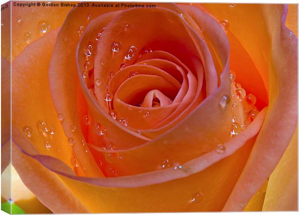 Orange Rose Canvas Print by Gordon Bishop