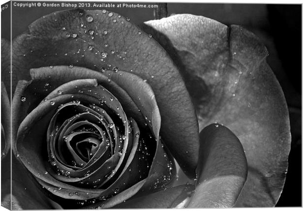 Black & white Rose Canvas Print by Gordon Bishop