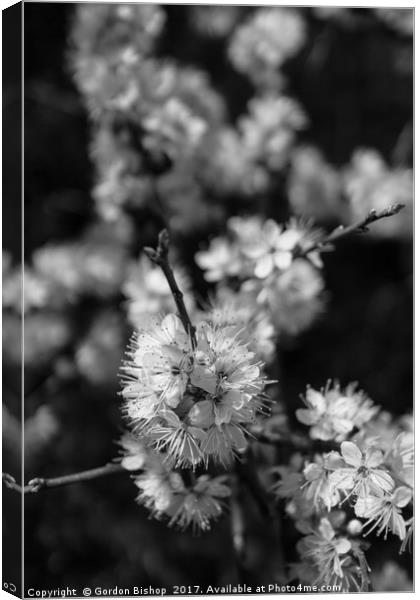 Black and White blossom Canvas Print by Gordon Bishop