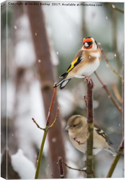 Goldfinch on a snow day Canvas Print by Gordon Bishop