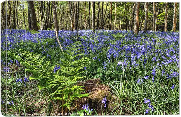 Bluebells and Ferns Canvas Print by Steve H Clark