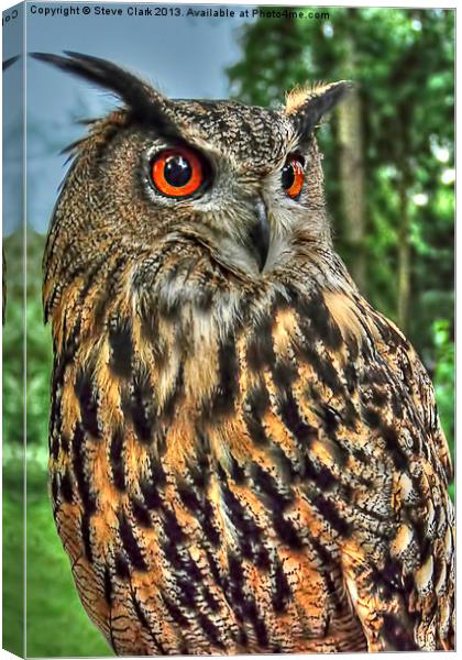 Long Eared Owl Canvas Print by Steve H Clark