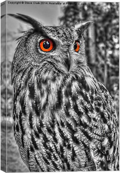 Long Eared Owl (Black and White) Canvas Print by Steve H Clark