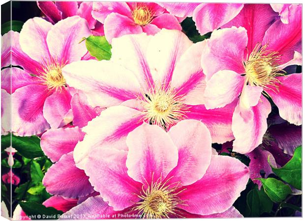 Beautiful pink clematis flowers Canvas Print by David Basset
