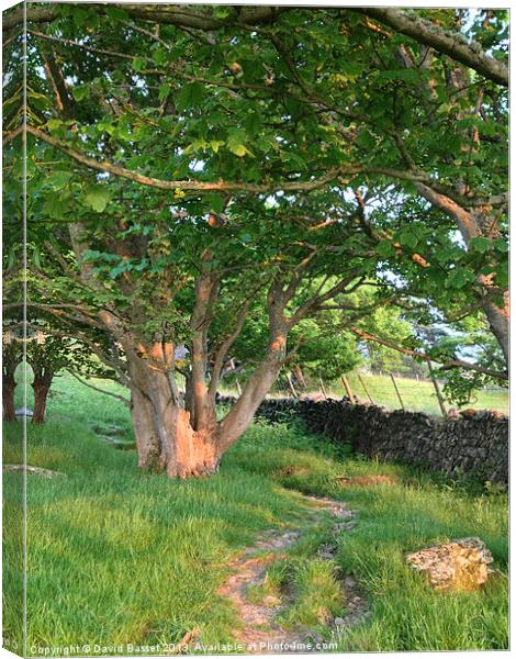 Tree view north devon Canvas Print by David Basset