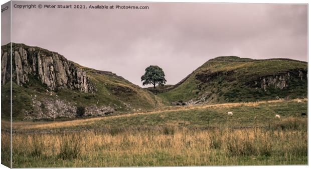 Sycamore tree on Hadrian's Wall Walk Canvas Print by Peter Stuart